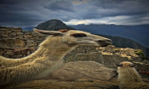 Zdjecie PERU / Cusco / Machu Picchu / Wizyta w Machu Picchu