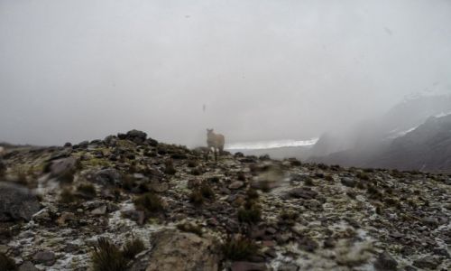 Zdjęcie PERU / Cusco / W w Andach / Trekking w Andach