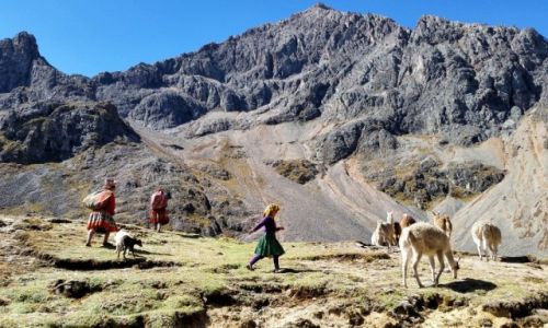 Zdjcie PERU / Cusco / Andes / Lares trek i lamy