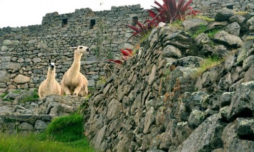 Zdjecie PERU / Cuzco / Machu Picchu / Lamy