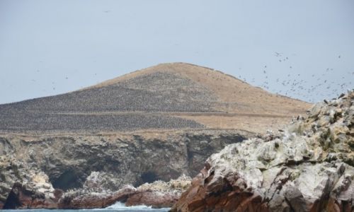 Zdjecie PERU / Pisco / Paracas / Islas Ballestas