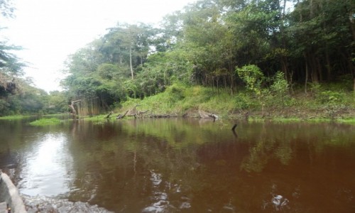 Zdjęcie PERU / Iquitos / Amazonia / Selva