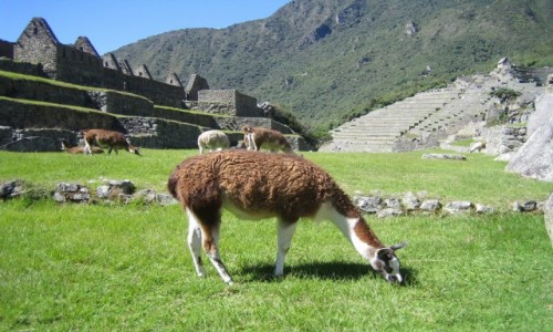 Zdjecie PERU / Machu Picchu / Machu Picchu / Wikunia w Machu Picchu