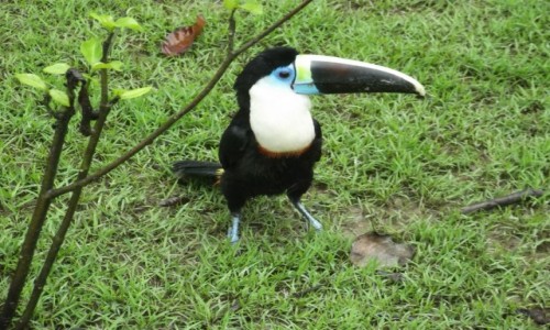 Zdjecie PERU / Amazonia / Amazonia / Tukan