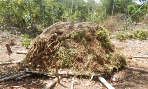 Zdjecie PERU / Iquitos / Amazonia / Prawie jak mrowisko