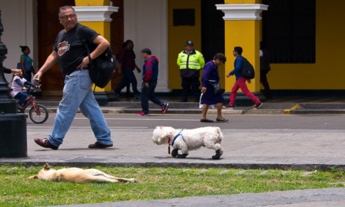 Zdjcie PERU / Lima / Plaza de Armas / Co to za tupanie z tyu???