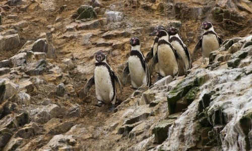 Zdjcie PERU / Islas Ballestas / / / Pingwiny gsiego