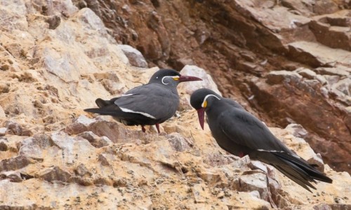 Zdjecie PERU / Islas Ballestas / / / Pierwowzory Dalego