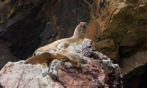 Zdjecie PERU / Paracas / Islas Ballestas / On i one trzy