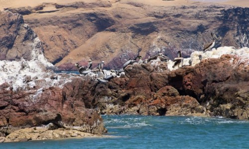Zdjecie PERU / Paracas / pwysep, park narodowy / Wyspa pelikanw