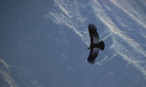 Zdjecie PERU / Andy / Kanion Colca / Krl przestworzy - kondor