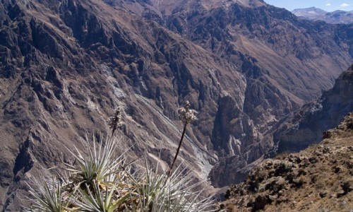Zdjecie PERU / Arequipa / Kanion Colca / Strajk kondorw