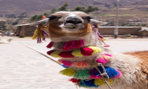 Zdjecie PERU / Arequipa / Colca Valley / Bidula