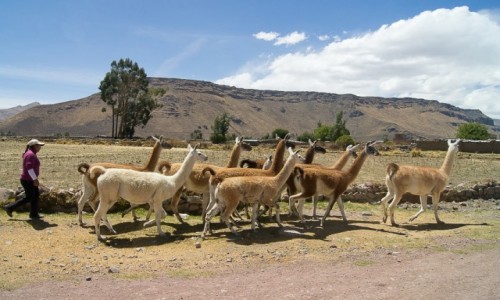 Zdjcie PERU / Arequipa / Colca Valley / Na spacer