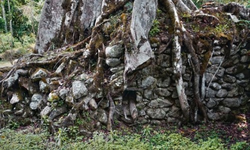 Zdjcie PERU / Vilcabamba / Vilcabamba / Olbrzymie korzenie oplatajce ciany paacu w Wielkiej Vilcabambie, 