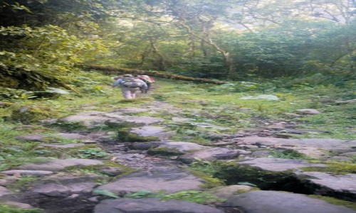 Zdjecie PERU / Vilcabamba / Vilcabamba / Z botnistej cieki wystaway kamienne kocie gowy pozostaoci inkaskiej drogi