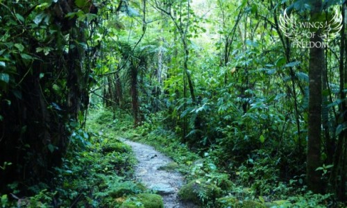 Zdjęcie PERU / Andy / Machu Picchu / Path to the Jungle