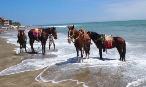 Zdjecie PERU / Andy / Peru / Horses in the Sea