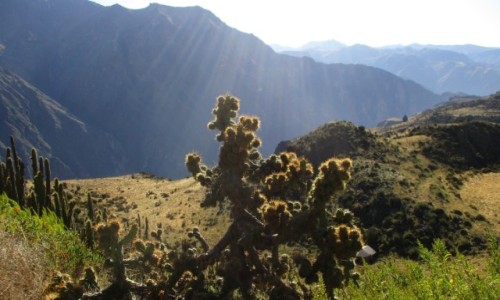Zdjęcie PERU / Arequipa / Colca / Kanion Colca