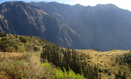 Zdjęcie PERU / Arequipa / Colca / Kanion Colca