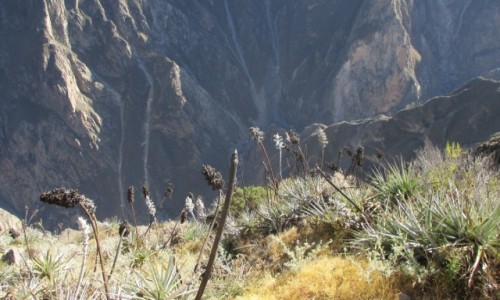 Zdjęcie PERU / Arequipa / Colca / Kanion Colca