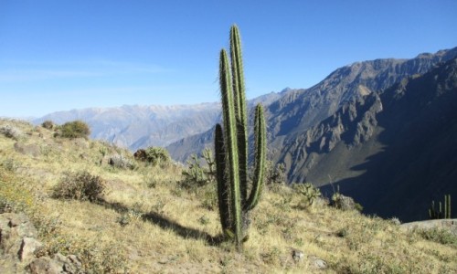 Zdjecie PERU / Arequipa / Colca / Kanion Colca