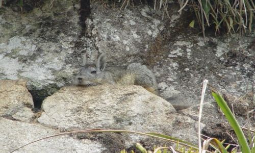 Zdjecie PERU / Machu Picchu / widoki ze środka cd. / mieszkaniec Machu Picchu