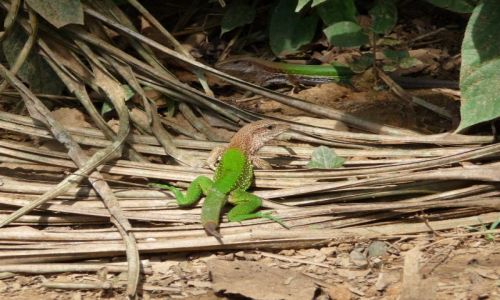 Zdjęcie PERU / dżungla / Manu / kamuflaż