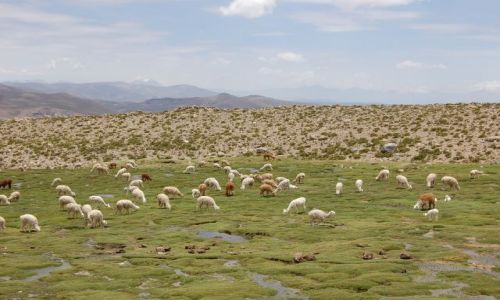 Zdjęcie PERU / w drodze do Colca / w drodze do Colca / Przyszłe sweterki