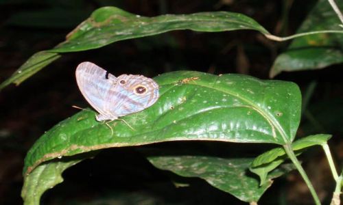 Zdjęcie PERU / dzungla (Loreto) / okolice Iquitos / motyl i mrowka