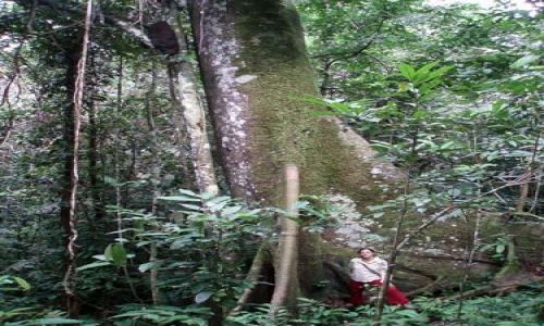 Zdjęcie PERU / amazonia (Loreto) / okolice Iquitos / drzewko
