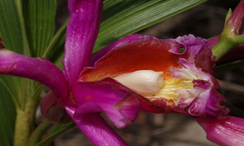 Zdjęcie PERU / selva alta (gorska dzungla) / brak / orchidea