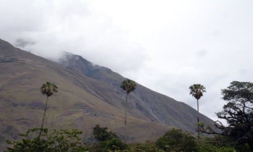 Zdjecie PERU / brak / Okolice wioski Santa Maria. / 3 Palmy