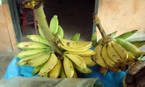 Zdj�cie PERU / brak / Santa Maria / Banany