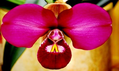 Zdjęcie PERU / Iquitos / droga do portu w Yurimaguas / peruwiańskie chwasty