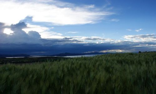 Zdjęcie PERU / Jezioro / Titicaca / Zboże