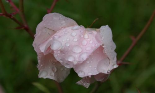 Zdjęcie PERU / Aguas  / Calientes / Rosa 2