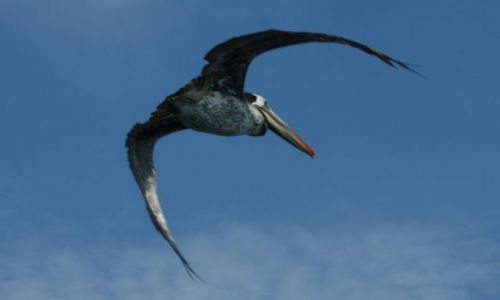 Zdjecie PERU / Narodowy Rezerwat Paracas / Wyspy Ballestas / Pelikan w locie