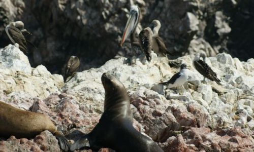 Zdjęcie PERU / Narodowy Rezerwat Paracas / Wyspy Ballestas /  Żyjemy jak w rodzinie