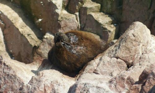 Zdjęcie PERU / Narodowy Rezerwat Paracas / Wyspy Ballestas / Na tej wyspie ja jestem panem