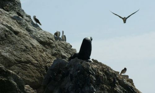 Zdjęcie PERU / Narodowy Rezerwat Paracas / Wyspy Ballestas / Lata i lata po moim niebie