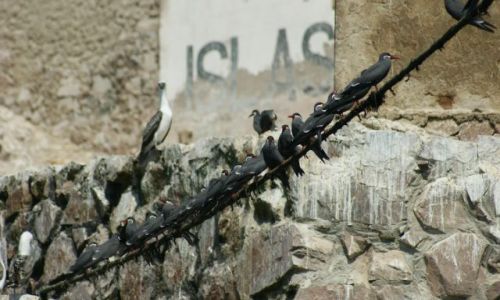 Zdjecie PERU / Narodowy Rezerwat Paracas / Wyspy Ballestas / Rybitwy wąsowate