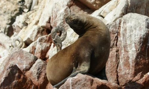 Zdjęcie PERU / Narodowy Rezerwat Paracas / Wyspy Ballestas / Poza nr. 5