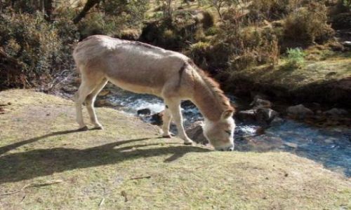 Zdjęcie PERU / Cordillera Blanca / Dolina Vaqueria / Odpoczynek przy pierwszym obozie