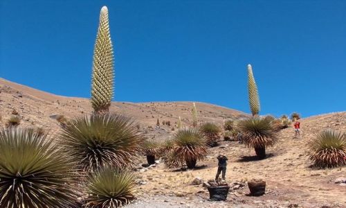 Zdjecie PERU / Cordillera Blanca / Okolice Nevado Pastoruri / Olbrzymie agawy - Puya Raimondii