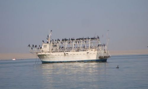 Zdjecie PERU / - / plwysep Paracas / Pwysep Paracas