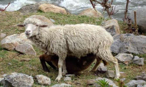 Zdjcie PERU / brak / Okolice Huaraz / Owca karmiace mloda owieczke