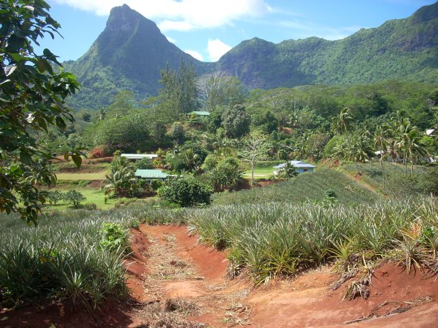 Zdjęcia: WEWNĄTRZ WYSPY, WYSPA MOOREA, PLANTACJE ANANASÓW, POLINEZJA FRANCUSKA Zdjęcia: WEWNĄTRZ WYSPY, WYSPA MOOREA, PLANTACJE ANANASÓW, POLINEZJA FRANCUSKA
