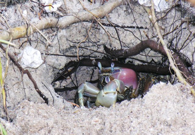 Zdjęcia: na plaży, Tahaa, Przekąska dla kotków i ptaszków, POLINEZJA FRANCUSKA Zdjęcia: na plaży, Tahaa, Przekąska dla kotków i ptaszków, POLINEZJA FRANCUSKA