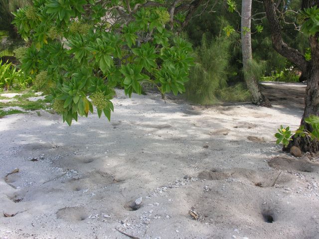 Zdjęcia: na plaży, Tahaa, Chatki krabów, POLINEZJA FRANCUSKA Zdjęcia: na plaży, Tahaa, Chatki krabów, POLINEZJA FRANCUSKA